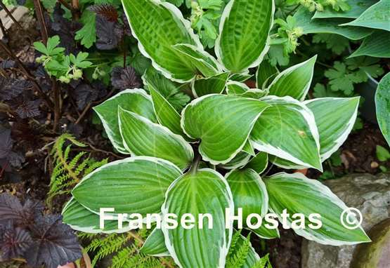 Hosta Miss Lya